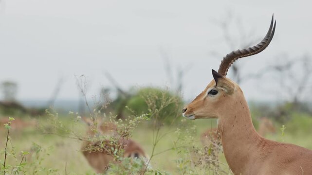 View of an impala with curved horns standing in the savanna of Kruger National Park in Skukuza, Mpumalanga, South Africa.