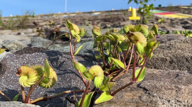Cyanotis cristata or Crested Cat Ears growing among rocky ground in tropical sunlight with calm countryside atmosphere and shallow focus.