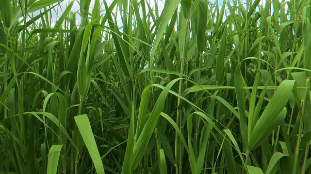 Wide shot of a field of tall green grass swaying vigorously in the wind