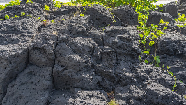 Black volcanic rock, close-up. Green climbing plants on a steep porous tuff cliff. Mauritius.