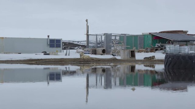 Ground-level shot of sled dogs resting in a traditional dog yard in Iqaluit, Nunavut. Beautiful mirror reflection on a perfectly still pool of spring meltwater.