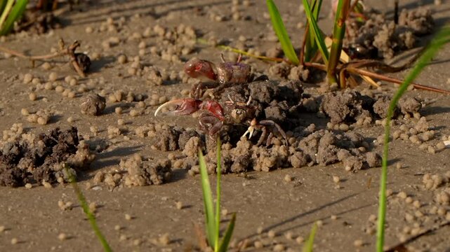 Two fiddler crabs in the sand