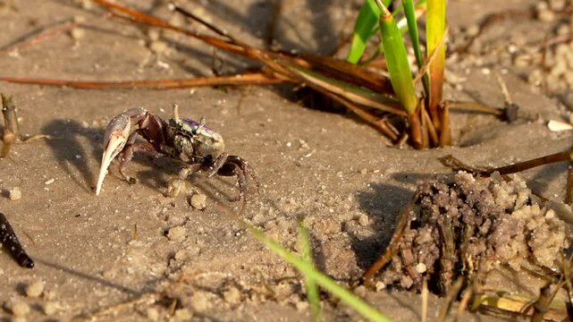 Fiddler crab walking and standing in the sand
