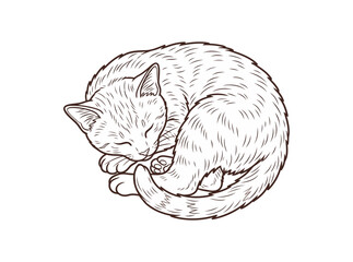 sleeping kitten © ManoA