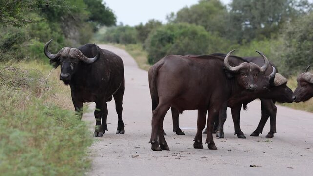 View of a herd of Cape buffaloes standing on a paved road surrounded by lush green bushveld in Kruger National Park Skukuza, Mpumalanga, South Africa.