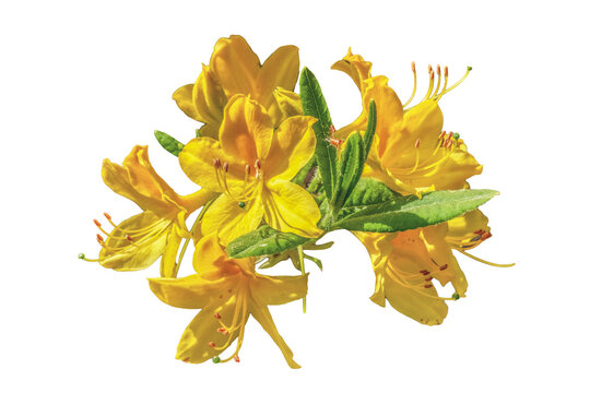 R&oacute;żanecznik, azalia, rododendron (Rhododendron L.) 