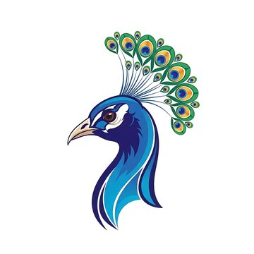 Colorful peacock with intricate feather patterns.