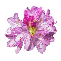 Różanecznik, azalia, rododendron (Rhododendron L.) © Janusz Lipiński