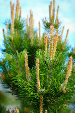 pine tree needle candle sprout green bloom bud evergreen spring forest close-up detail