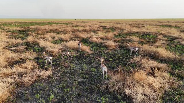 ETHIOPIA: Aerial drone view of a small herd of wild antelopes running in a line across vast green savanna grasslands under a hazy sky, showcasing untouched African wildlife.