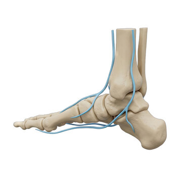 Anatomical Illustration of the Human Foot and Ankle with Veins