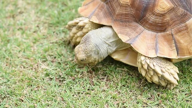 The Sulcata tortoise is grazing on grass on natural background.