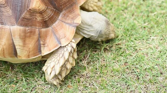The Sulcata tortoise is grazing on grass on natural background.