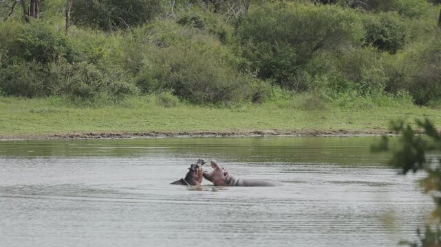 View of hippos swimming in a river surrounded by lush green vegetation in Kruger National Park, Skukuza, Mpumalanga, South Africa.