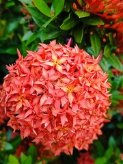 Fototapeta premium Blooming ixora flowers