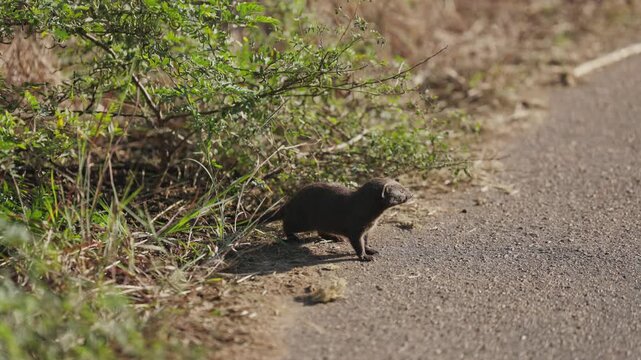 View of a small mongoose standing on the edge of a paved road next to green bushes in Kruger National Park, Skukuza, Mpumalanga, South Africa.