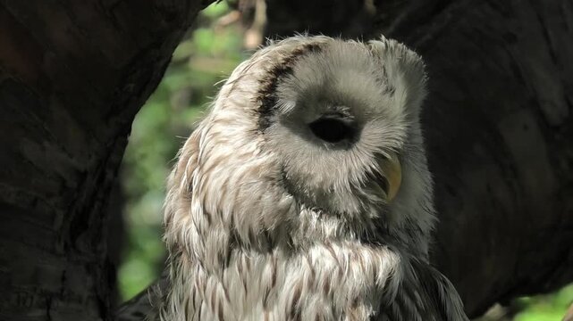 Ural owl perching in a tree forest. Bird of prey rotates its head to observe surroundings. Wild animal in habitat, nature wildlife study and zoology concept
