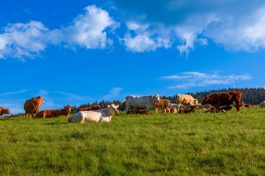 Grazing mother cows with calves in a meadow near Titisee in the Black Forest