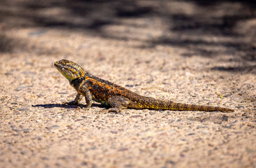 Obraz premium Lizard desert arizona colorful