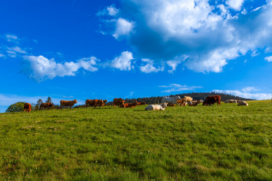 Grazing mother cows with calves in a meadow near Titisee in the Black Forest