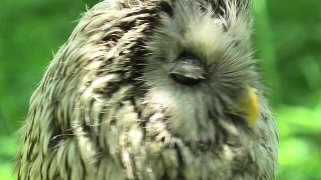 Ural owl resting in green forest. Strix uralensis bird sitting in natural habitat during summer. Wildlife creature detailed portrait with camouflage plumage pattern