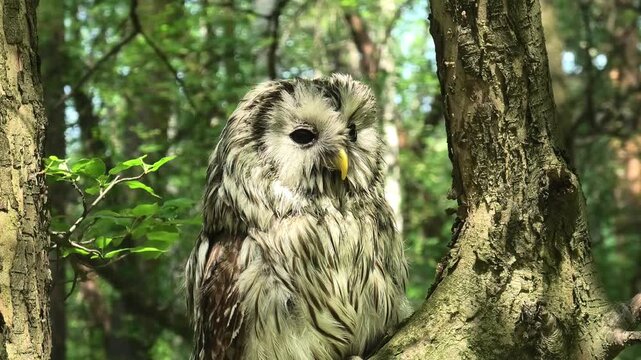 Ural owl perched on a branch inside a dense summer forest. Wild bird resting among tall tree trunks. Rare nocturnal predator habitat in daylight wildlife scene