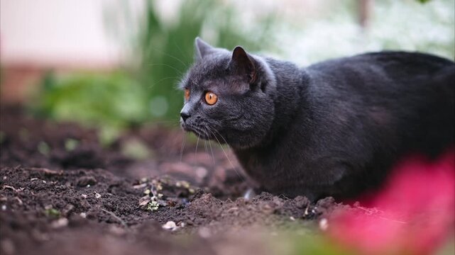 Beautiful gray british shorthair cat lying on ground in garden and watching prey.