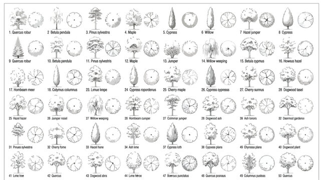Set of various tree species in elevation and plan view