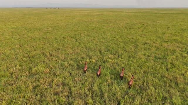 ETHIOPIA: Vertical drone view capturing four Swayne's hartebeests running in a single file line through a green savanna grassland field, showcasing wild antelopes in their natural African habitat.