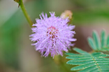 Fototapeta premium Close-up of a pink mimosa pudica flower in bloom