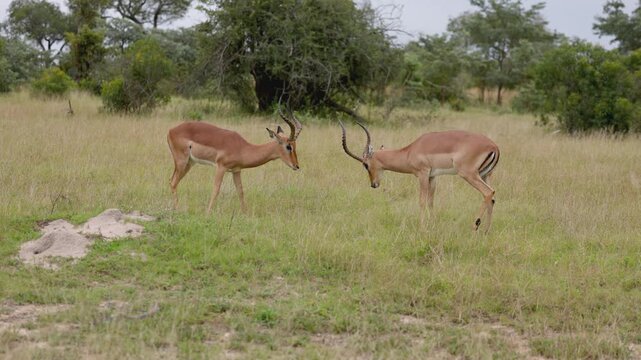 View of two male impalas facing each other in the tall grass of the savanna with lush green trees in Kruger National Park, Skukuza, Mpumalanga, South Africa.