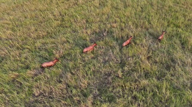 ETHIOPIA: Vertical drone view capturing four Swayne's hartebeests running in a single file line through a green savanna grassland field, showcasing wild antelopes in their natural African habitat.