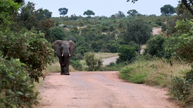 View of an African elephant walking along a dirt road in Kruger National Park, Skukuza, Mpumalanga, South Africa.