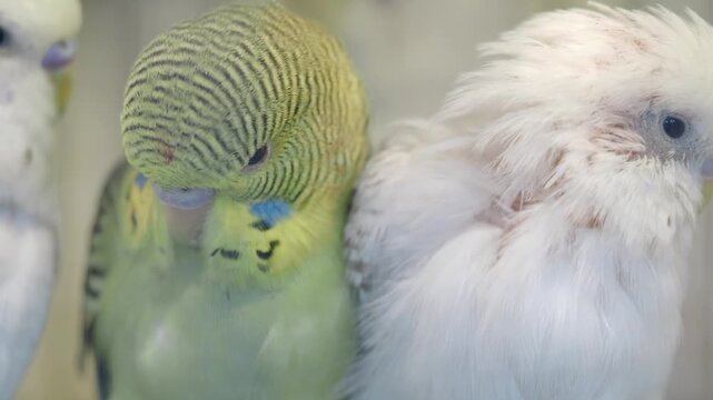 Budgerigar birds in a pet store display