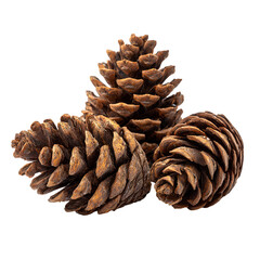 Fototapeta premium Pine cones arranged together on white background minimalist natural decor