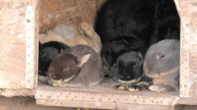 Group of small rabbits resting inside a wooden hutch. Baby hares sleeping together in a burrow. Pet farm animal lying in a wooden box, domestic nursery concept