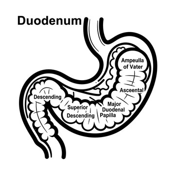 Anatomical diagram of the human duodenum structure.