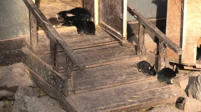 Group of small rabbits exploring wooden ramp near hutch. Baby hares moving on stairs in farmyard. Animals in habitat, wildlife nature and pet care concept