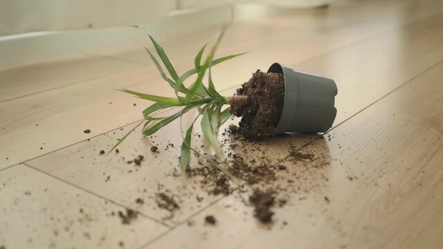 Plant falls from pot and dirt spills on the floor