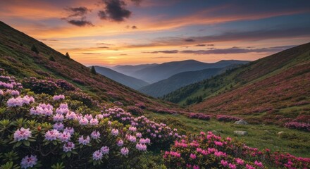 Fototapeta premium Sunset over a valley of pink flowers on slopes. Distant mountains & vibrant sky