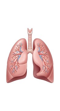 Close-up of a pair of pink lungs with detailed bronchial tubes.
