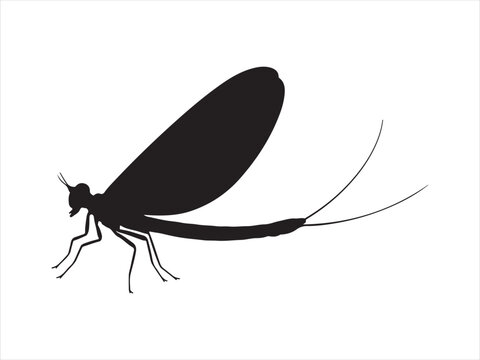 Silhouette Mayfly nymph insect black and white flat vector Illustrator design
