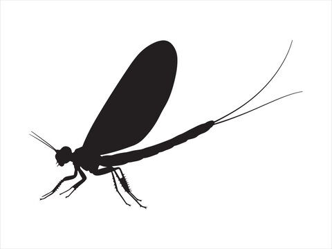 Silhouette Mayfly nymph insect black and white flat vector Illustrator design

