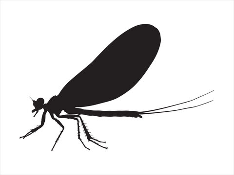 Silhouette Mayfly nymph insect black and white flat vector Illustrator design
