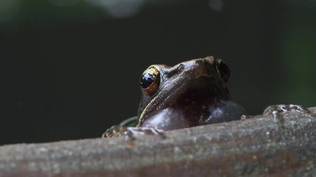  Tree Frog Peeking Above Water in Extreme Macro Close Up