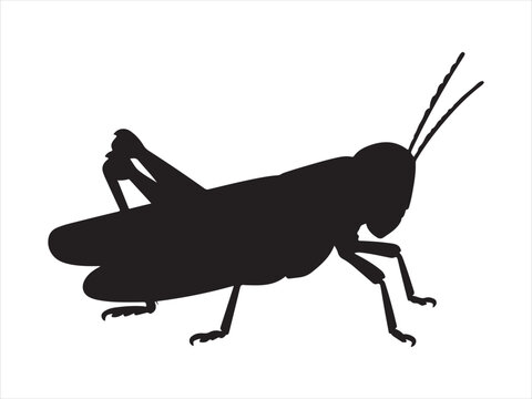 Grasshopper silhouette vector insect icon, Black silhouette of a grasshopper on a white background.
