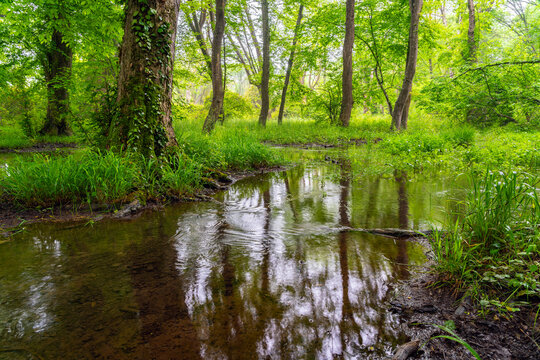 A swamp in a dense green summer deciduous forest