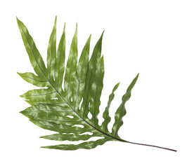ferns leaves on a transparent background © studio2013