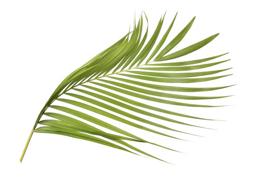 Green palm leaf on transparent background