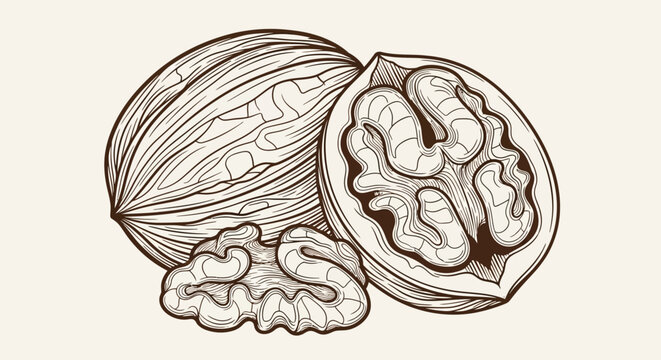 Walnut vector illustration, brown line art, whole and halved nuts, shelled walnut, food icon